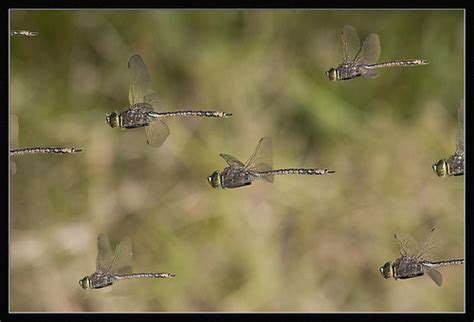 Dragonfly Swarm Beautiful Altona