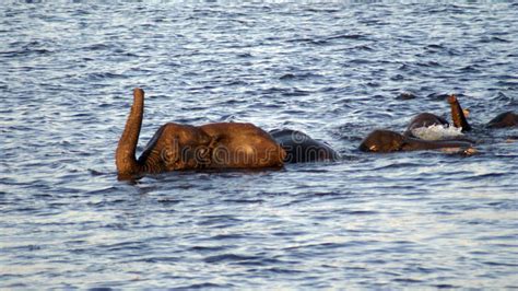 Swimming Elephants In Chobe River Stock Image Image Of Elephants