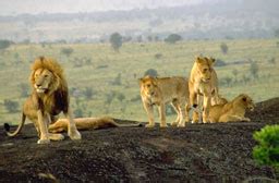 Gans, otter, wolf, falke, biber, hirsch, specht, lachs, braunbär, rabe die indianische astrologie mit ihrer form des horoskops, dem medizinrad, ist wie die keltische oder chinesische astrologie eine ganz eigene art der deutung. Welt der Biologie: Zoologie