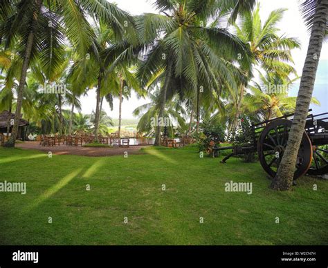 Green Grass And Coconut Palms Kerala Trivandrum Region Stock Photo