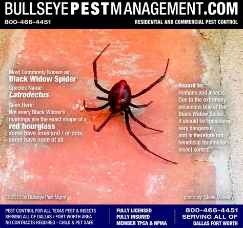 Pest Control For Black Widow Spiders In Dallas Fort Worth Bullseye