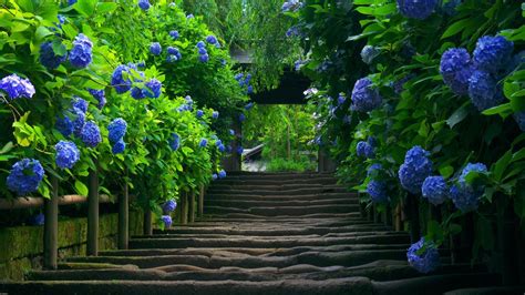 Wallpaper 1920x1080 Px Blue Flowers Hydrangea Leaves Staircase