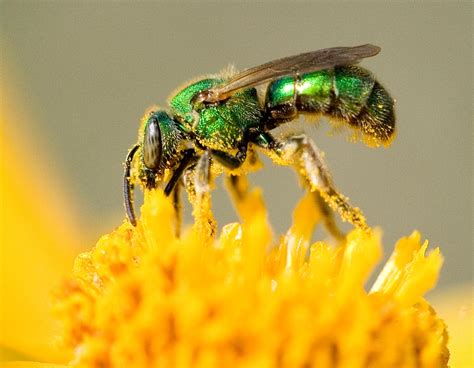 Free Photo Sweat Bee Animal Bee Fly Free Download