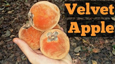 Velvet Apple Diospyros Blancoi Weird Fruit Explorer Ep 159 Weird