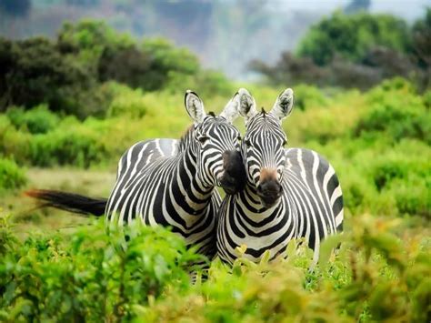 Kenya Off The Beaten Track Safari Responsible Travel