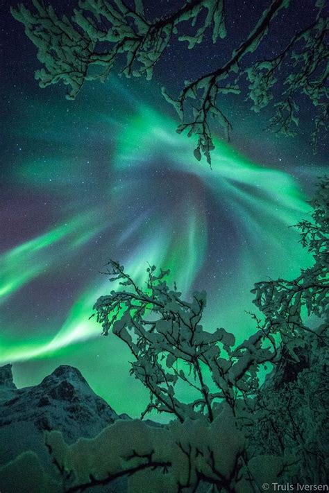 The Aurora Bore Is Glowing Brightly In The Night Sky Above Trees And