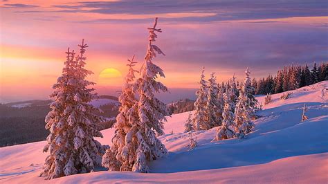Hd Wallpaper Winter Snow Sunset Pink Sky Hillside Pine Tree