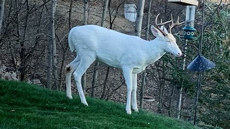 Rare Albino Deer Spotted In Pittsburgh Area Cbs Pittsburgh
