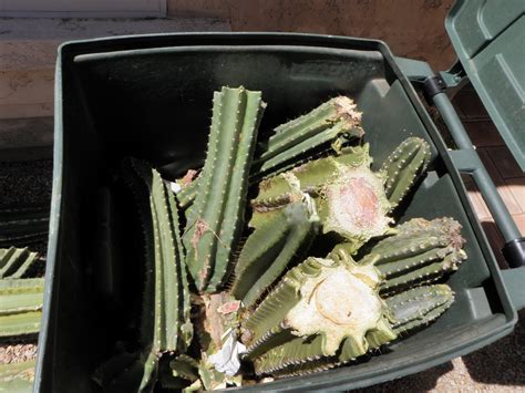 And this influences how often one should water the cactus. Just JoeP: Mexican Fence Post Cactus Succumbs to Wind