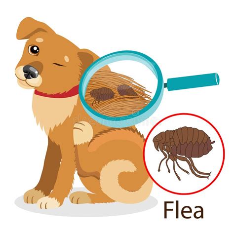 Dog Parasite Pet Flea Treatment Spread Of Infection Pet Veterinary