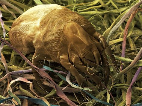 Dust Mite Sem Photograph By Power And Syred Fine Art America