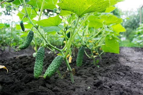 5 Easy Tips How To Miracle Grow On Cucumbers From Seed The Gardening Dad