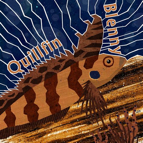 Q Is For Quillfin Blenny Illustration By Daniela Faber 2019 Sea