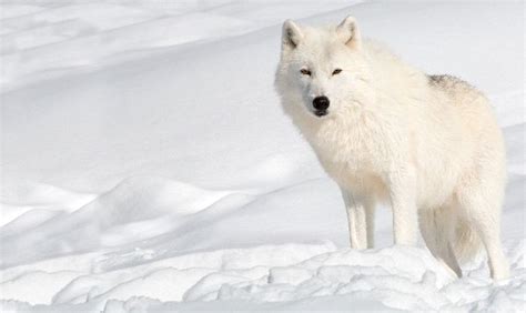 Arctic Wolf Camouflaged In Snow Wolf Facts And Information