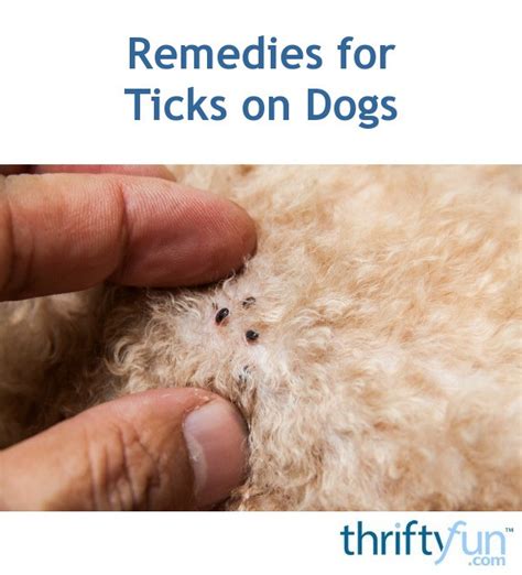 Remedies For Ticks On Dogs Thriftyfun