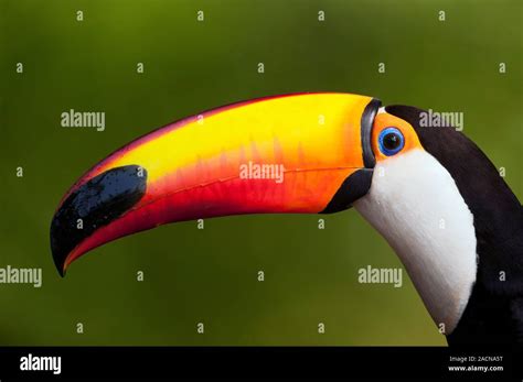 Toco Toucan The Toco Toucan Ramphastos Toco Is The Largest Of The