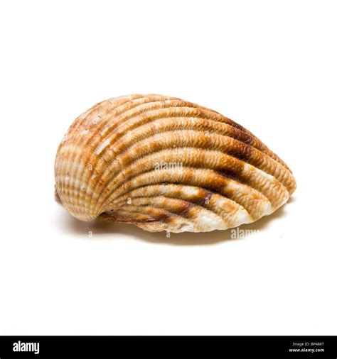 Clam Shell Half From Low Perspective Isolated Against White Stock Photo