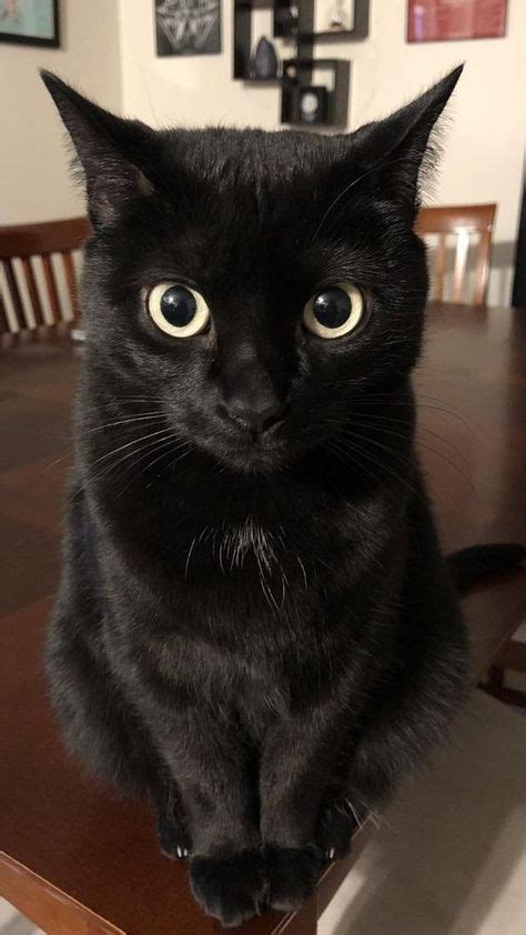 22 Razones Por Las Que Los Gatos Negros Son Lo Mejor Cute Cats And