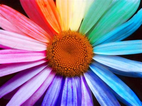 New from the rainbows release! Free Rainbow Flower Stock Photo - FreeImages.com