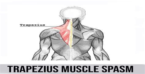 Trapezius Muscle Spasm World Wide Lifestyles Weight Loss And Gain Tips