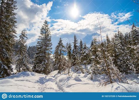 Sunny Winter Landscape In The Nature Footpath Snowy