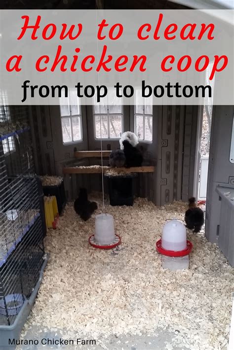 How To Clean A Chicken Coop Murano Chicken Farm