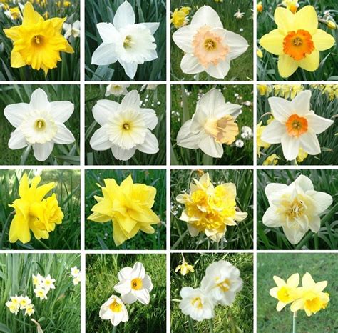 Varieties Of Daffodils Names Description Healthy Food Near Me