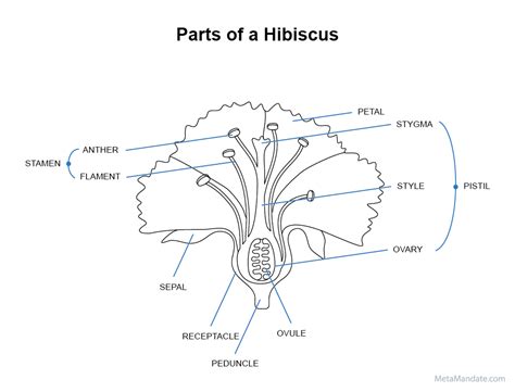 Draw A Hibiscus Flower And Label Its Parts Home Mybios