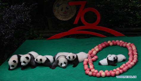 Seven Giant Panda Cubs Meet Public In Chinas Sichuan Xinhua