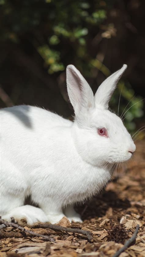 Cute White Rabbit 4K 5K HD Animals Wallpapers | HD Wallpapers | ID #52794