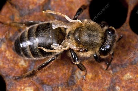Diseased Honey Bee Stock Image C0128430 Science Photo Library