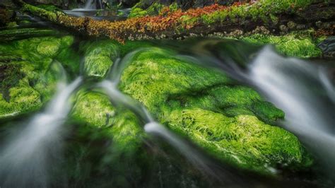 Algae Rocks Bing Wallpaper Download