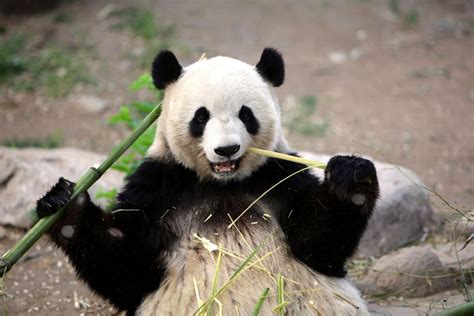 Los Mejores Lugares Para Ver A Los Osos Panda Gigantes En China