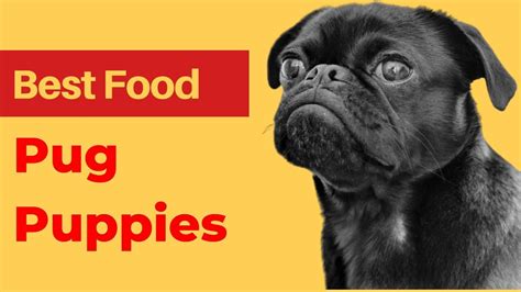 Best Food For Pug Puppy Shop Clearance Save 47 Jlcatjgobmx