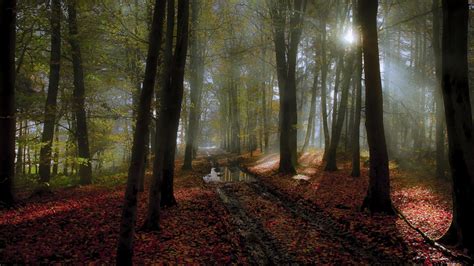 Nature Landscape Path Mist Forest Sunlight Leaves Trees Fall
