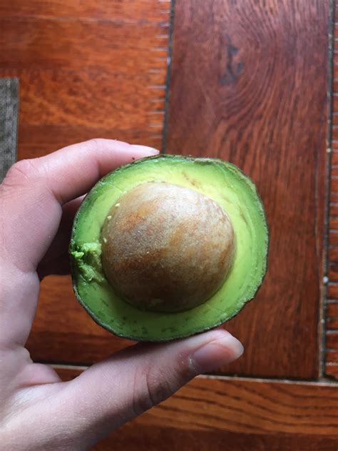The Size Of This Avocados Pit Rmildlyinfuriating