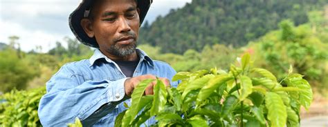 Jameson® cold brew combines the smooth taste of triple distilled jameson® and the richness of natural cold brew coffee flavor into one bottle. Farming the best homegrown coffee beans from Kedah ...