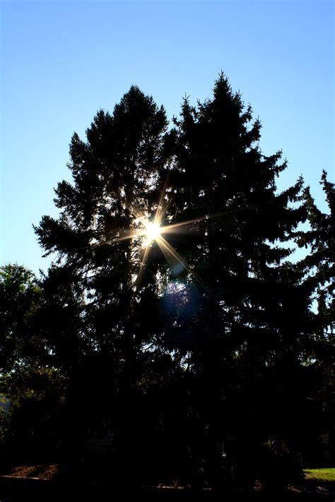 Sun Shining Through Pine Trees Picture Free Photograph Photos