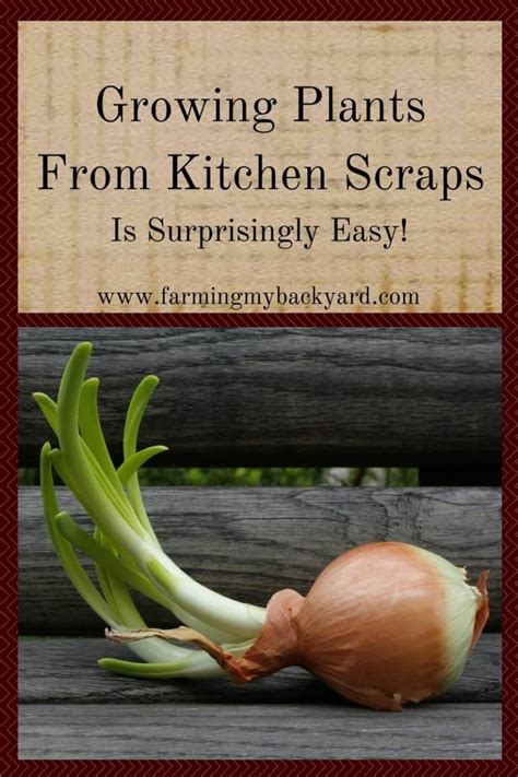 Growing Plants From Kitchen Scraps Is Surprisingly Easy Farming My