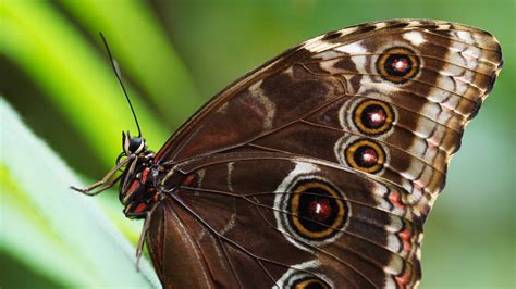 Grey owl, selective focus photograph of owl face, photography. Blue Morpho Butterfly Free Stock Photo - Public Domain ...