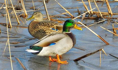 Two Ducks At Niles Pond Photograph By David Doc Vincent Pixels