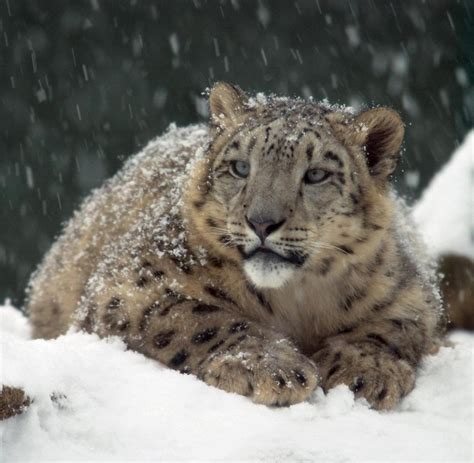 Kyrgyzstan The Snow Leopard Remains A Ghost In The Mountains Archyde