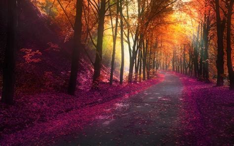 Wallpaper Sunlight Trees Landscape Lights Colorful Forest Fall
