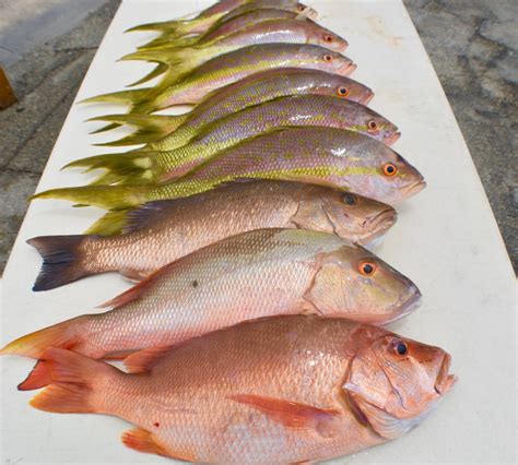Yellowtail Snapper Fishing Tip with the Razor Blade and ...