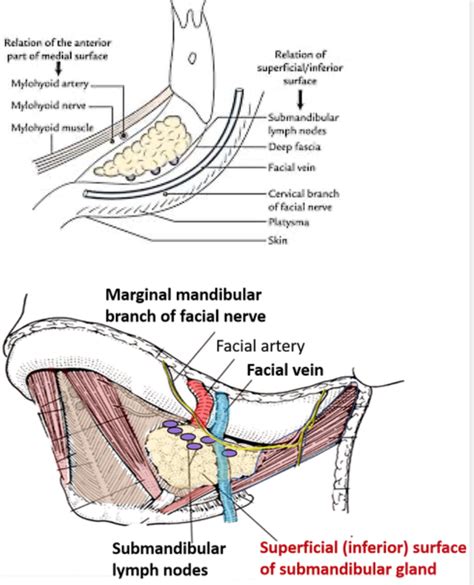 Head And Neck Anatomy Submandibular Salivary Gland