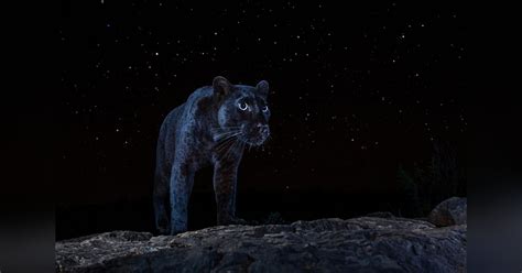 photographer captures the ultra rare black panther under the stars panther black panther