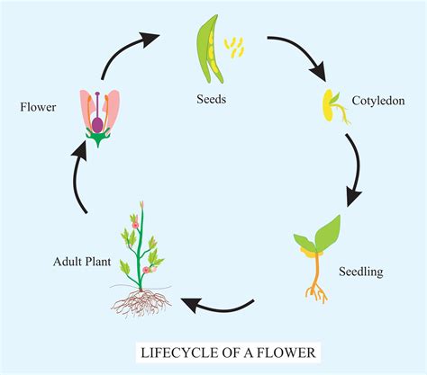 Simple Life Cycle Of A Plant