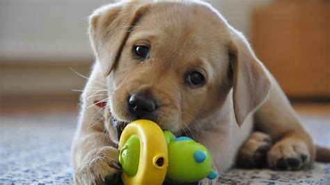 Quick retriever breed facts and history. Labrador Retriever Puppies Funny And Cute Videos - Cute ...