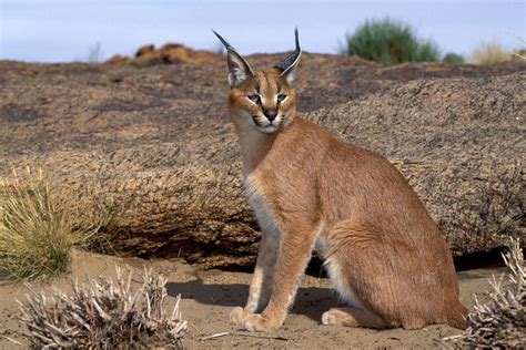 Forgotten Felines The Seven Small Cats Of Africa Wild Cat Breeds