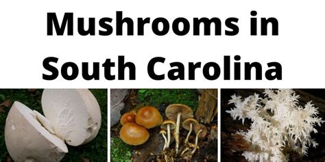 A List Of Common Wild Mushrooms In South Carolina